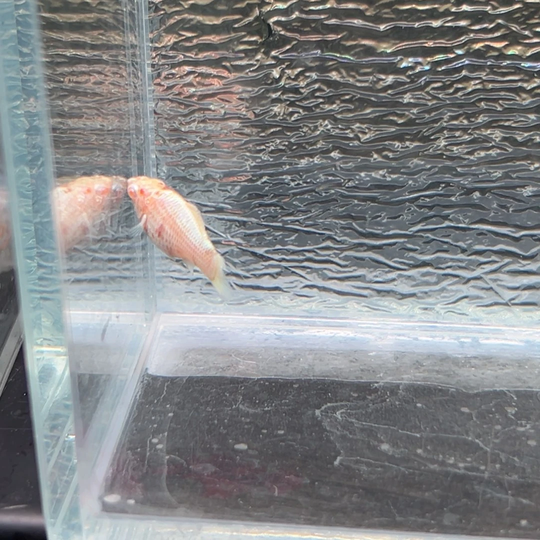 孔雀鱼玛丽鱼一条崽母