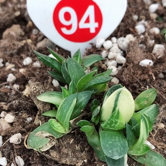 蜗牛锦子宝锦群多肉