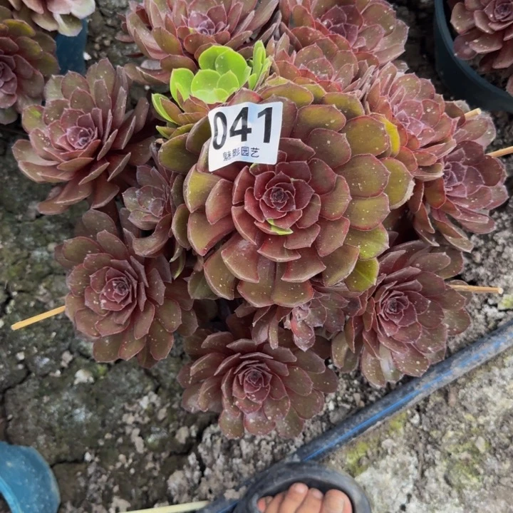 心***佛千面男爵25-5包邮花花