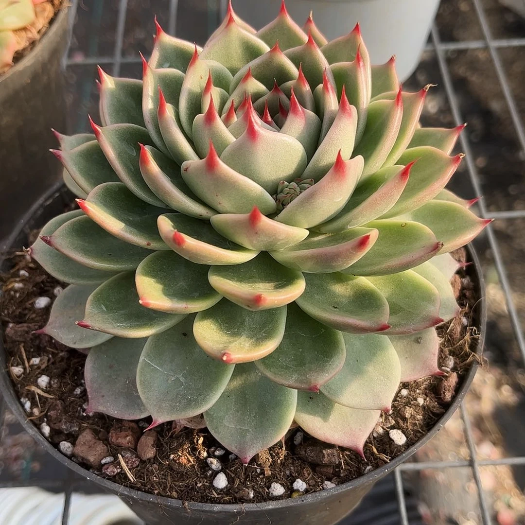 托斯卡内利14公分oooooooooo