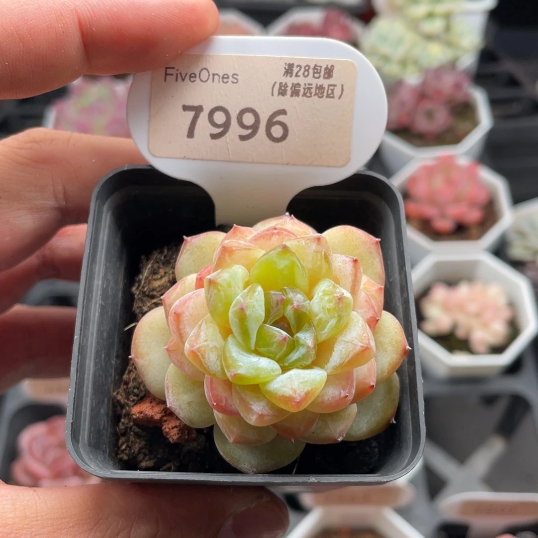 冰葡萄7996-5厘米