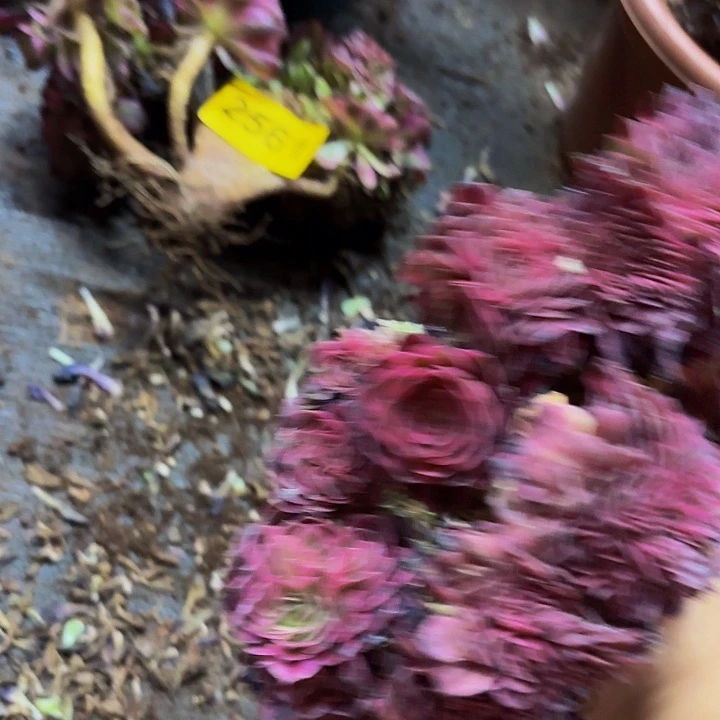 多肉植物福利2562