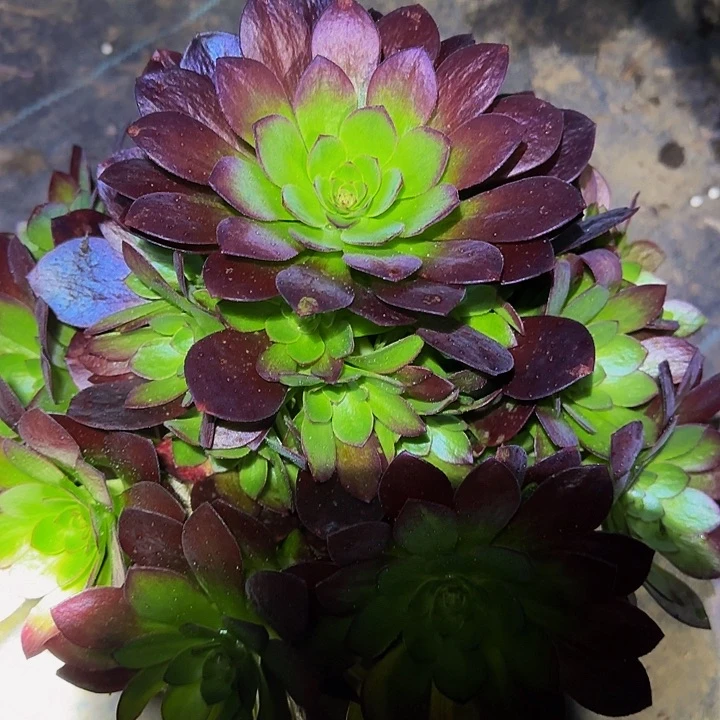 新品种桃花石捧花特价福利