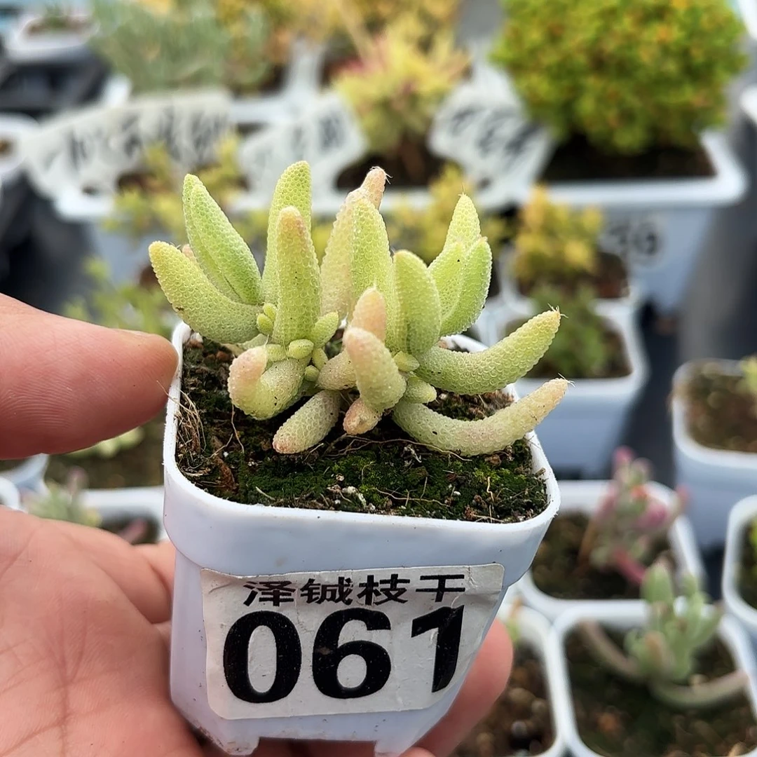 枝干番杏双头玉米锦