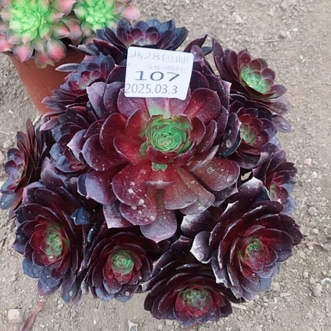 小*秋3.3-107赤焰连多肉植物