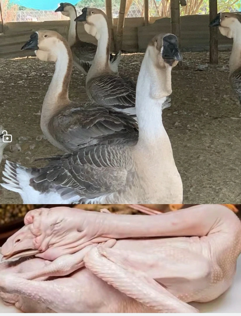 贵州光头强特大灰色狮头鹅 肉质鲜美（顺丰包邮包路损）