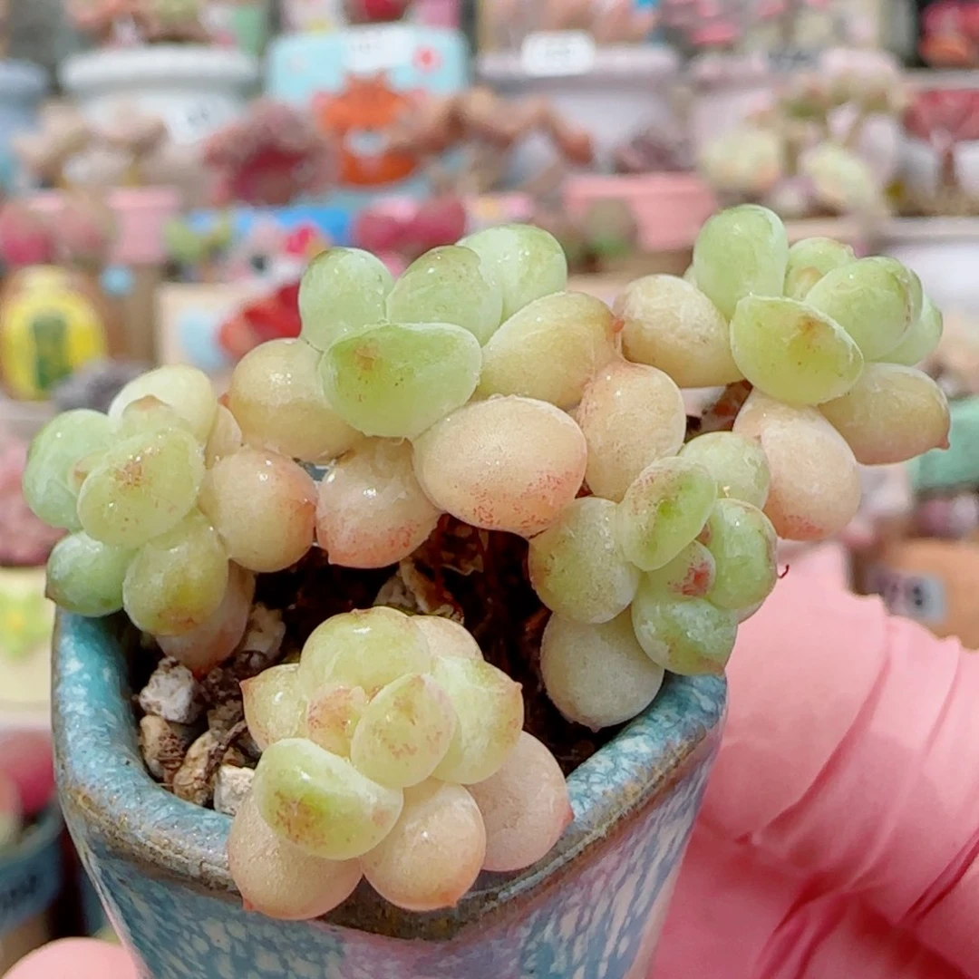 丸叶阳光玫瑰 盆口2.5cm