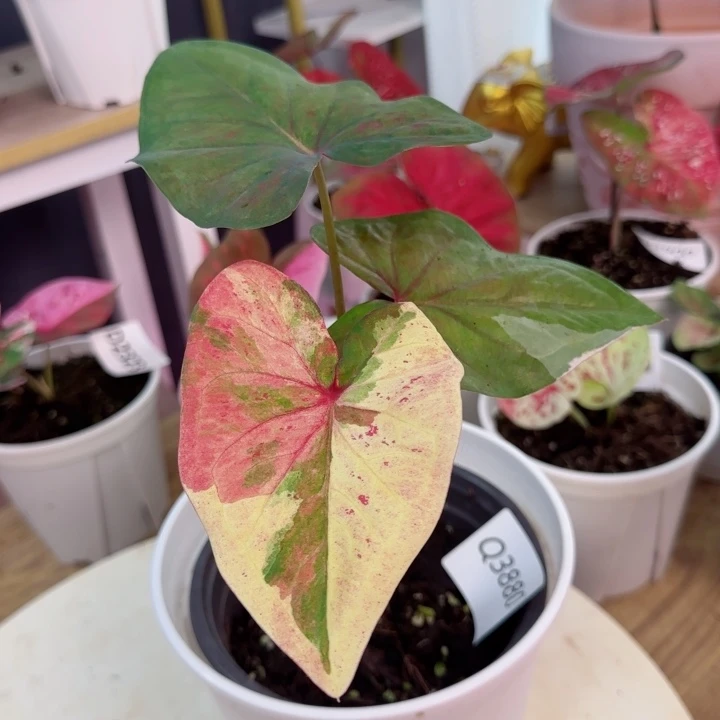 无花朵泰彩好运Q3880