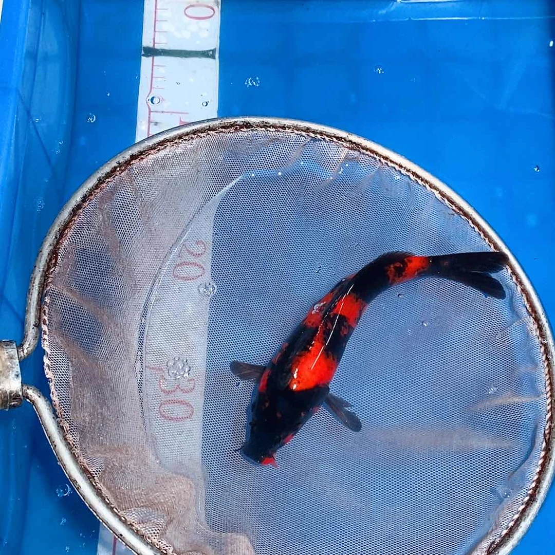 锦鲤大日超级怪兽菲写