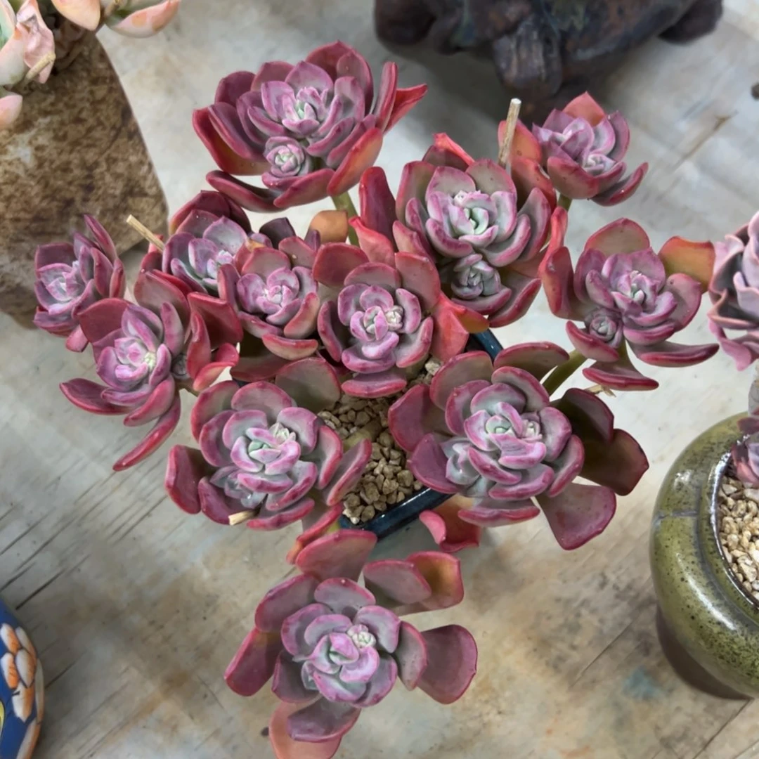 巧乐滋48 零零多肉植物