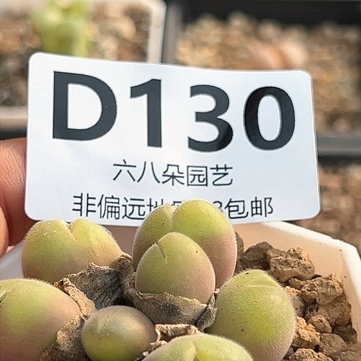 8头长毛翠滴多肉