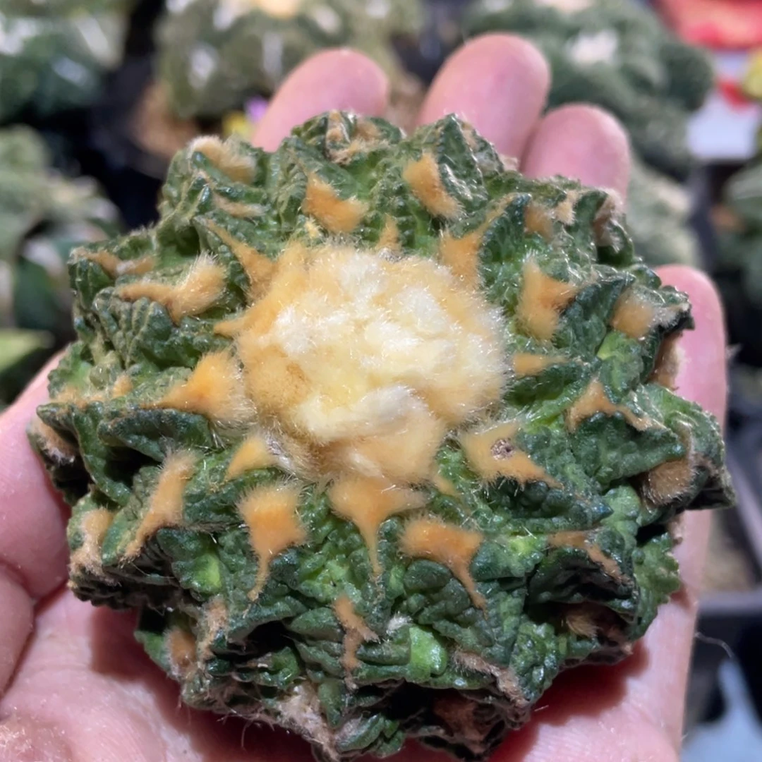 全部花朵龟甲牡丹 仙人球开花