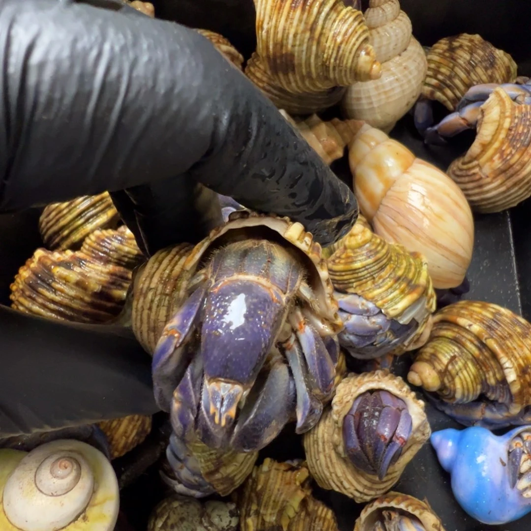 紫陆3.13口径特惠