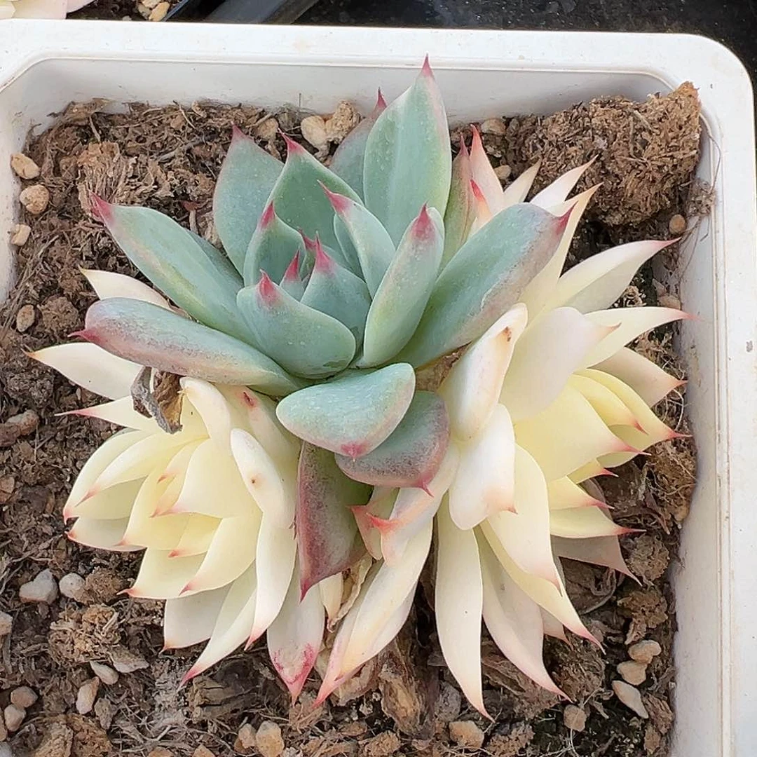 吉娃娃锦底座处理价