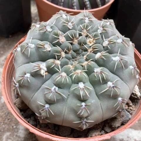 猫爪仙人球15米仙人球