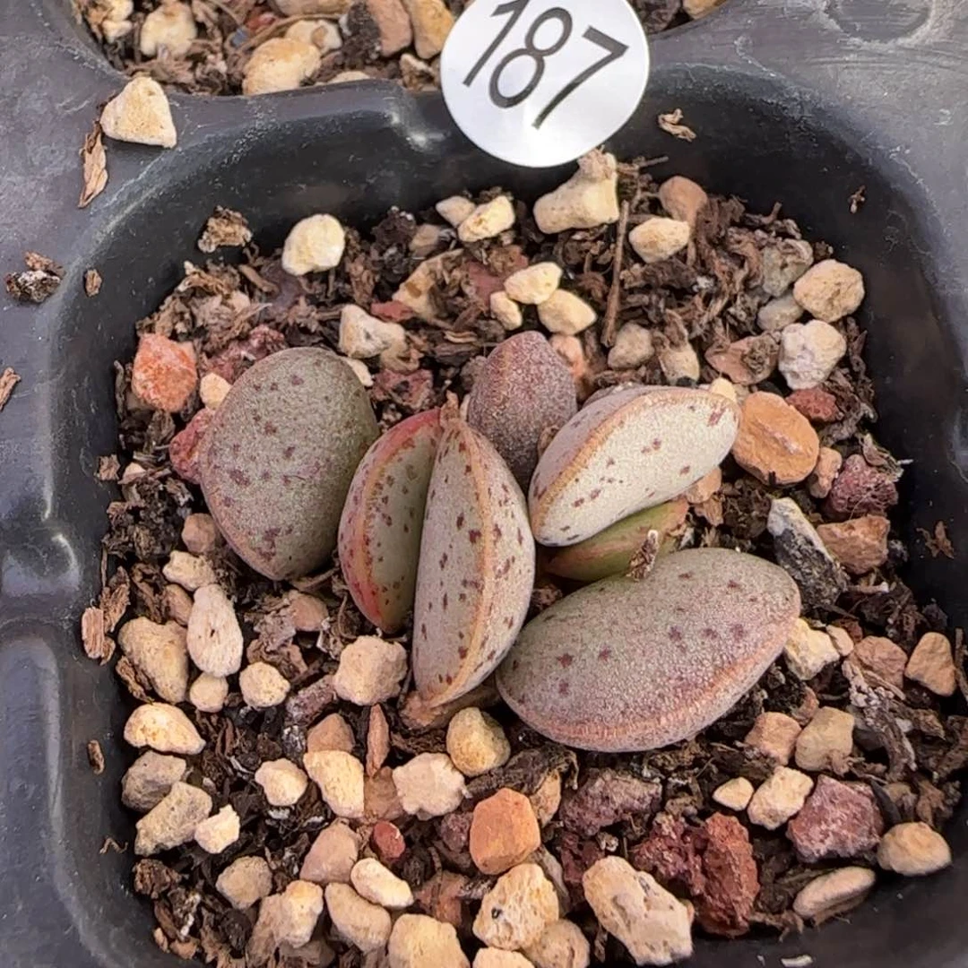 粉蛋水泡多肉植物187