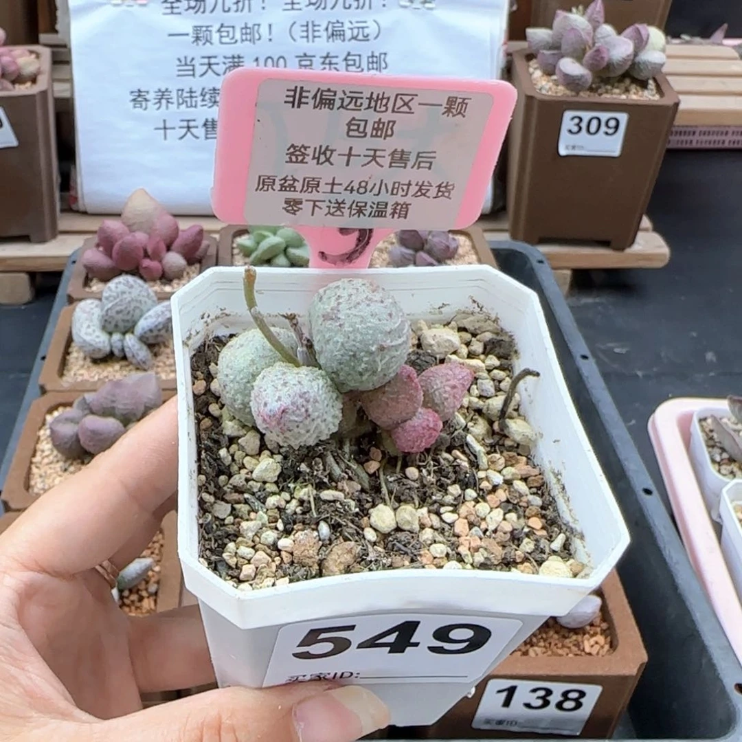 549翡翠哈莫杂微瑕多肉植物