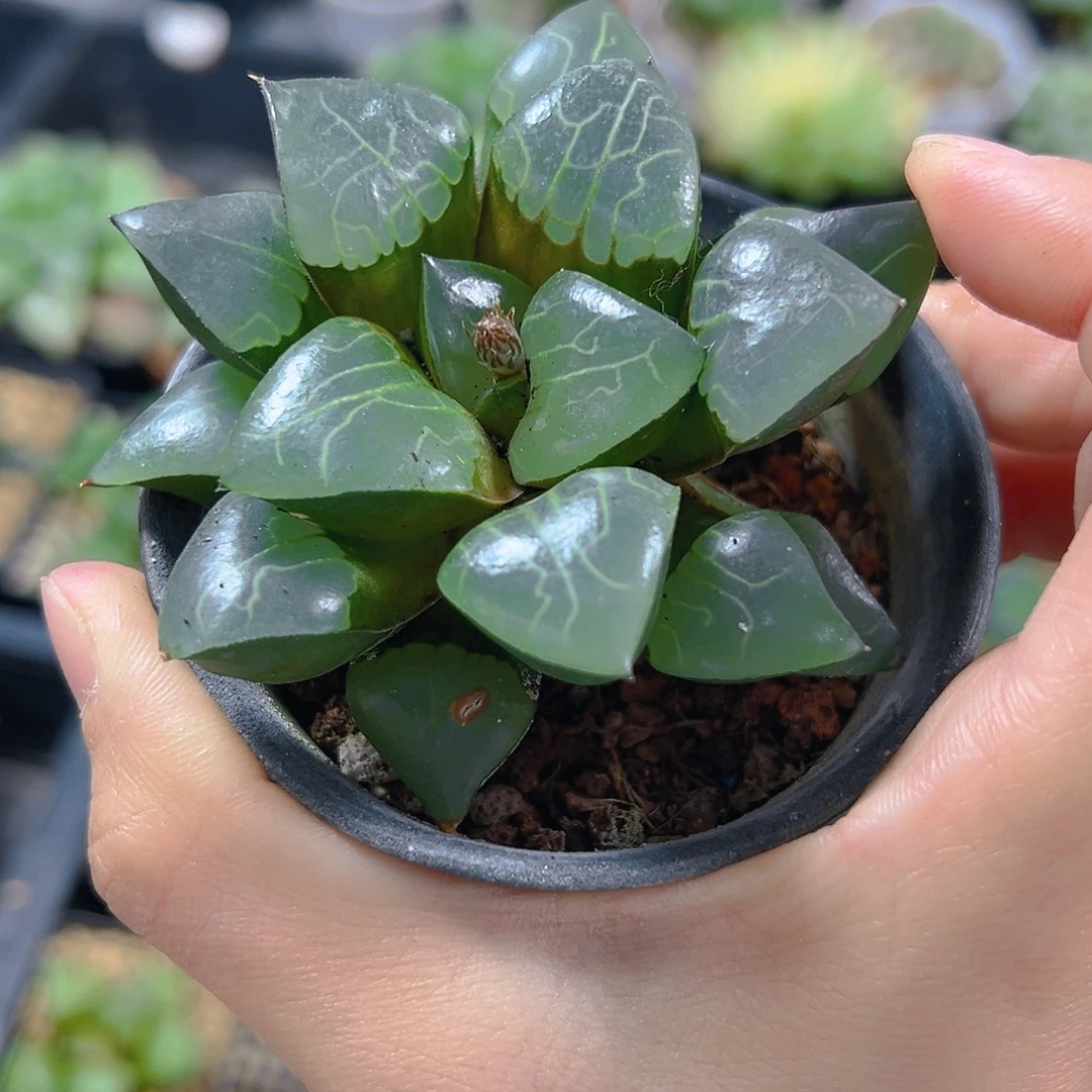 5941多肉植物一颗多肉