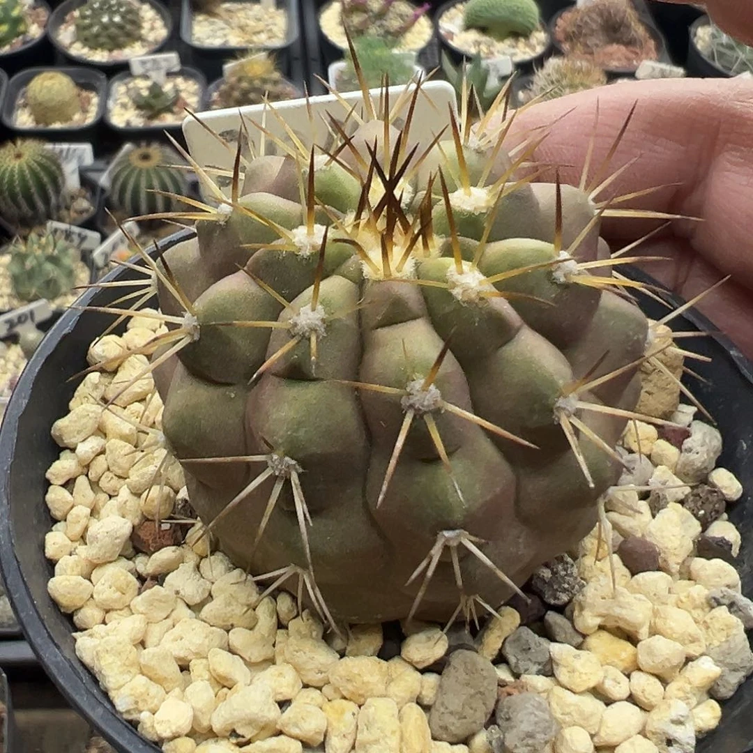 2042白刺黑王丸实生仙人球