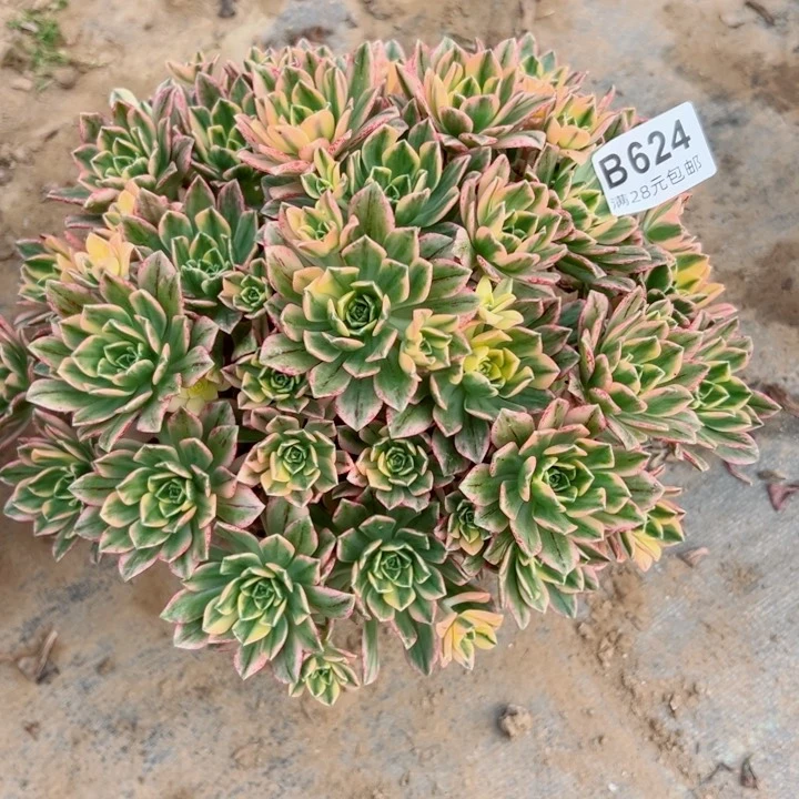624甜茶多肉植物