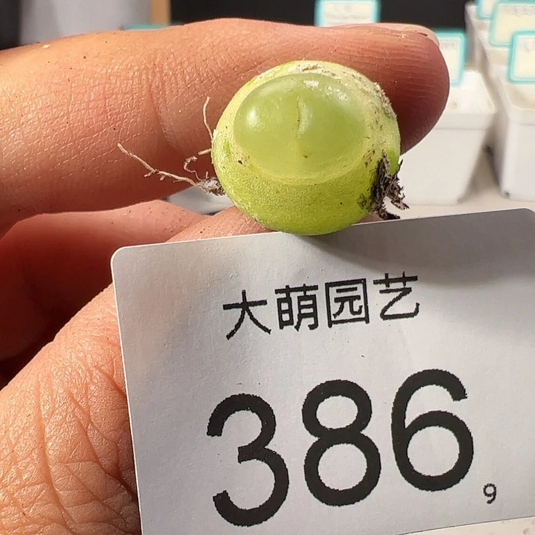 0000386 一物一拍……