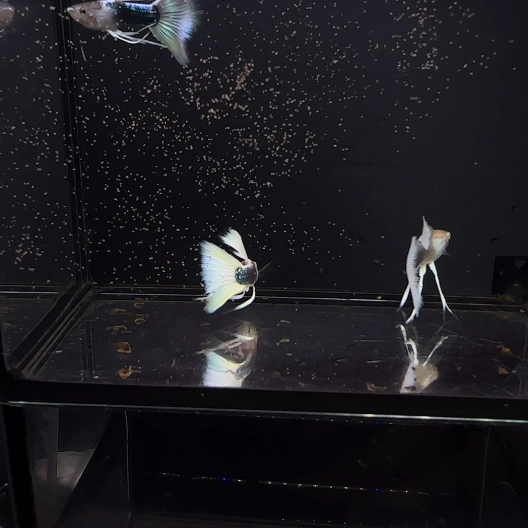 孔雀鱼黄礼服长弓三条