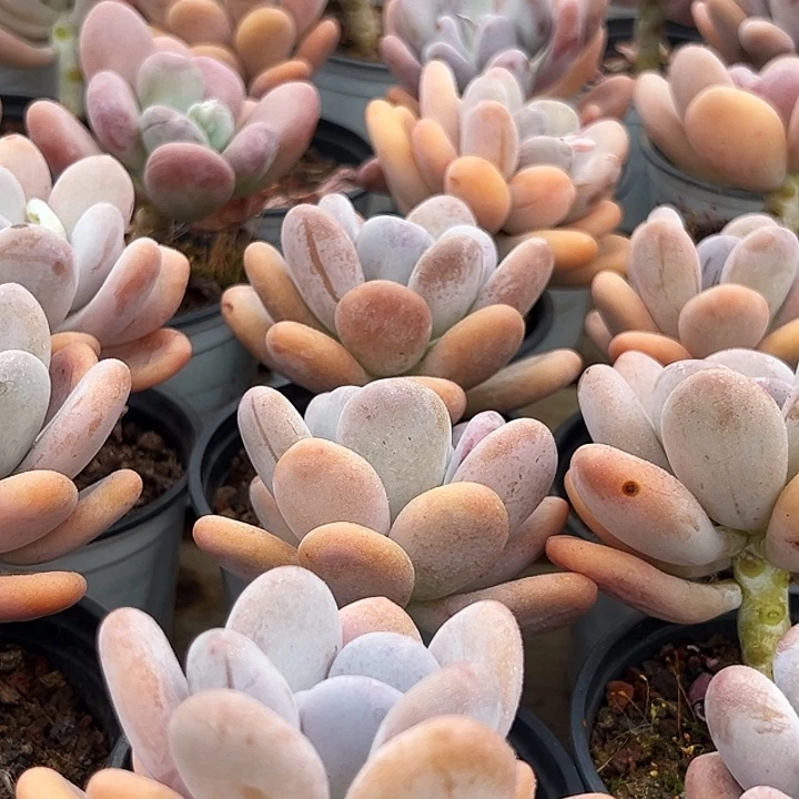 橙雪球。  福利多多