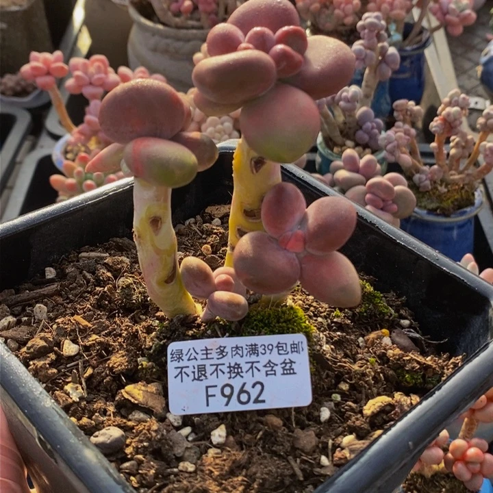 芒果奶962多肉植物