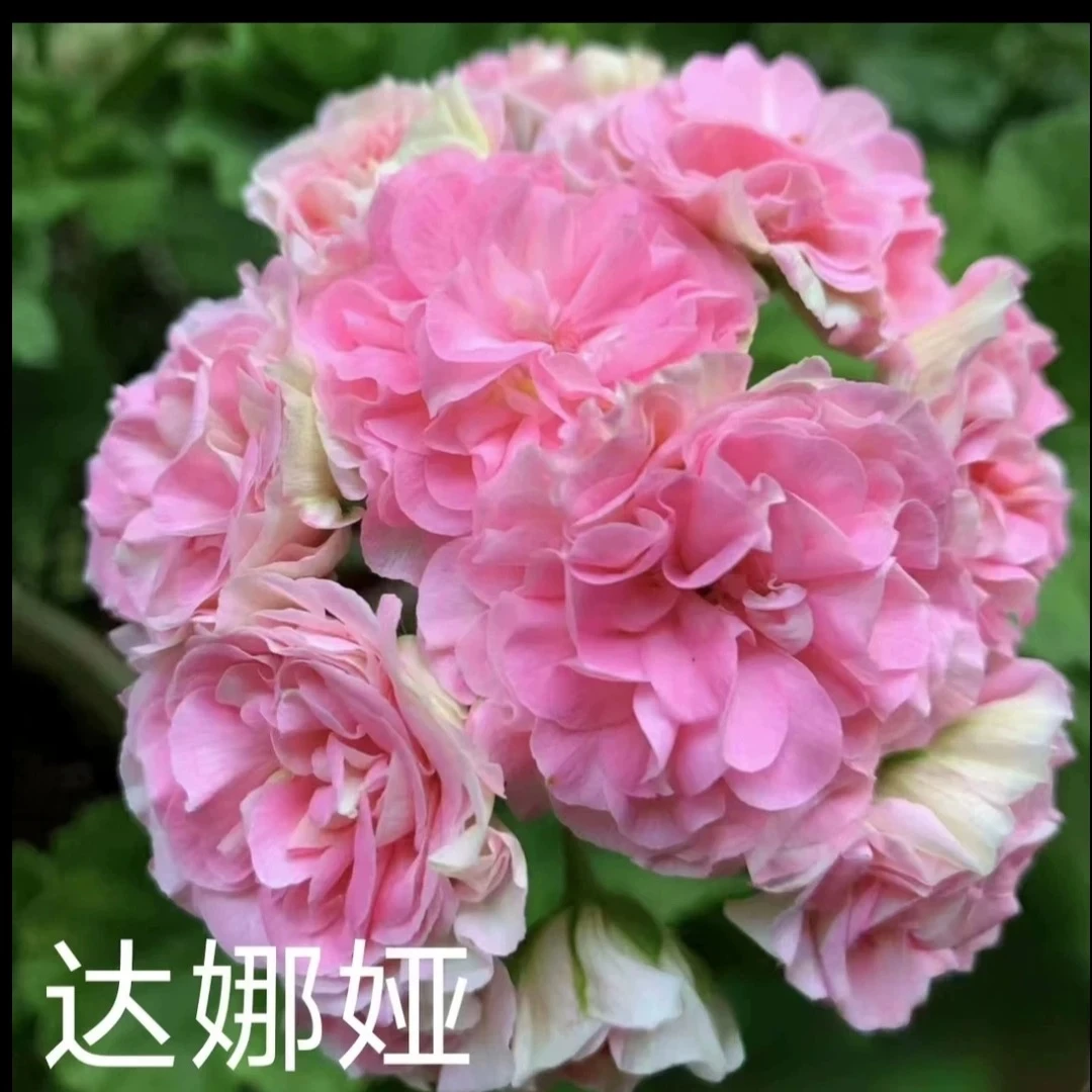 【达娜娅】重瓣天竺葵半兽天竺葵阳台花卉四季开花