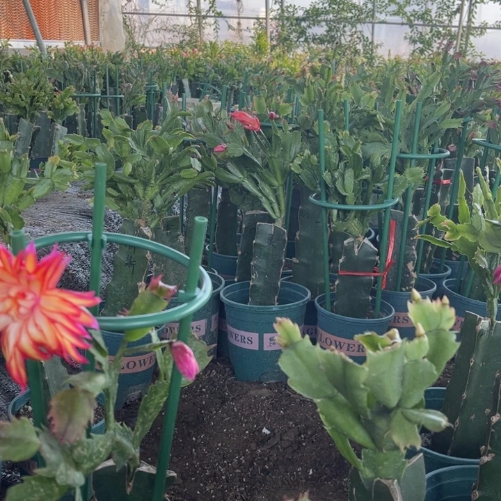 风***膀15号011黄0000000000