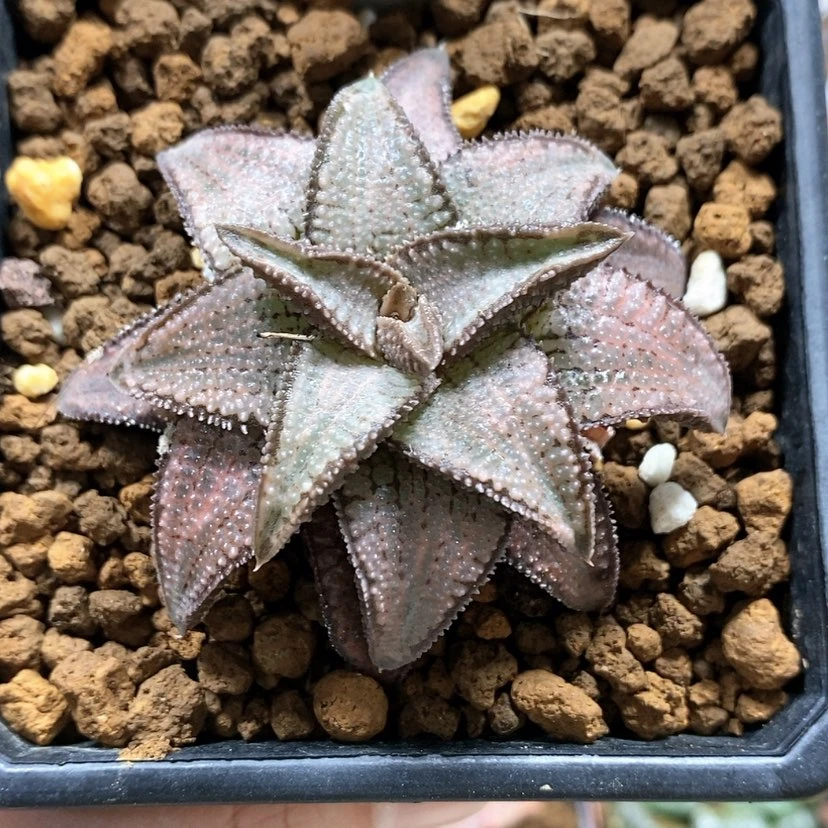 【闪购商品】25硬叶银狼蛛