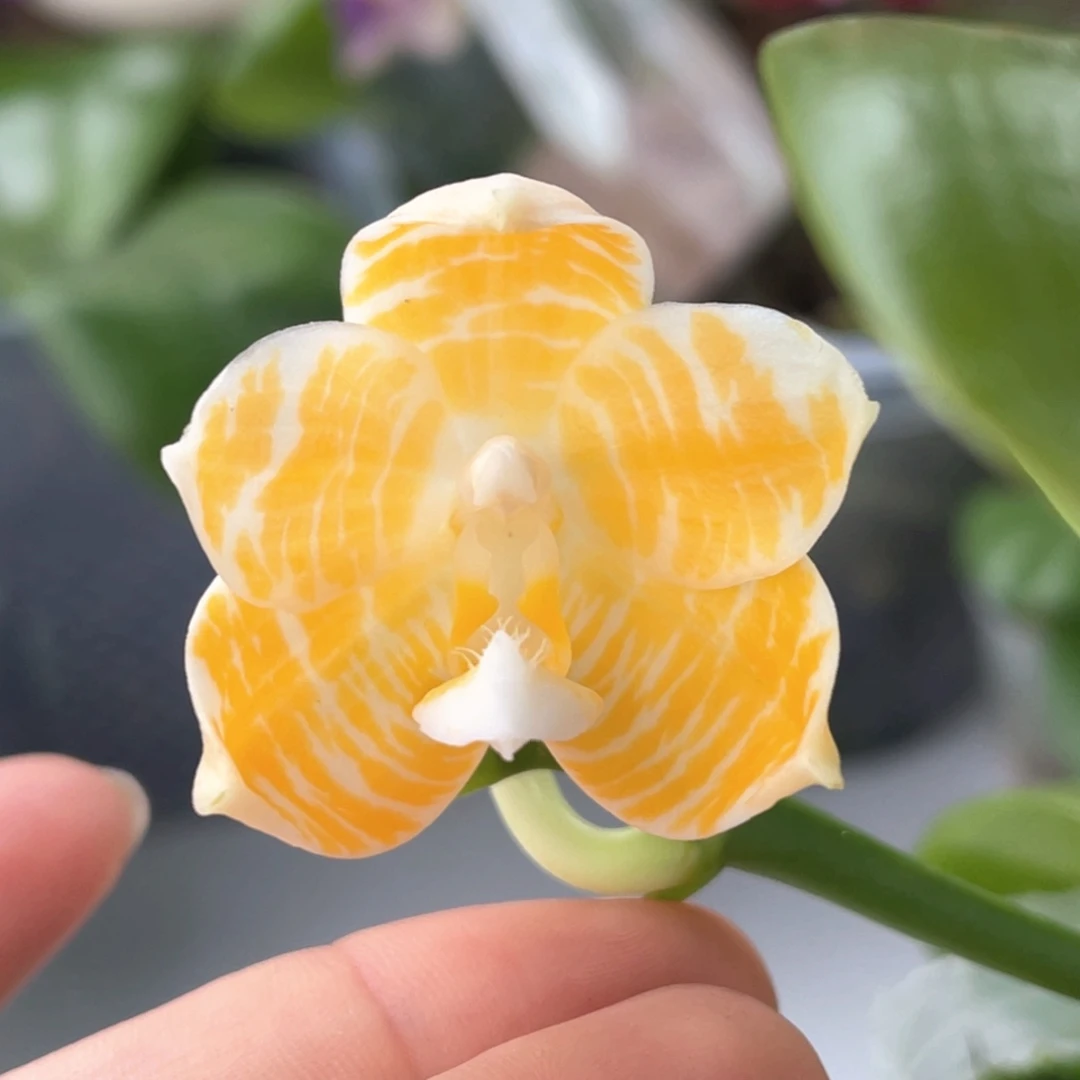 大部分开放少量花苞2.8黄金斑马，开花株，原198，有空根放漏