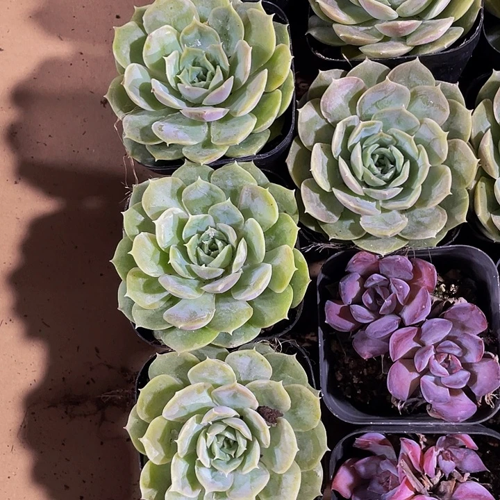 昂斯诺带盆土发货