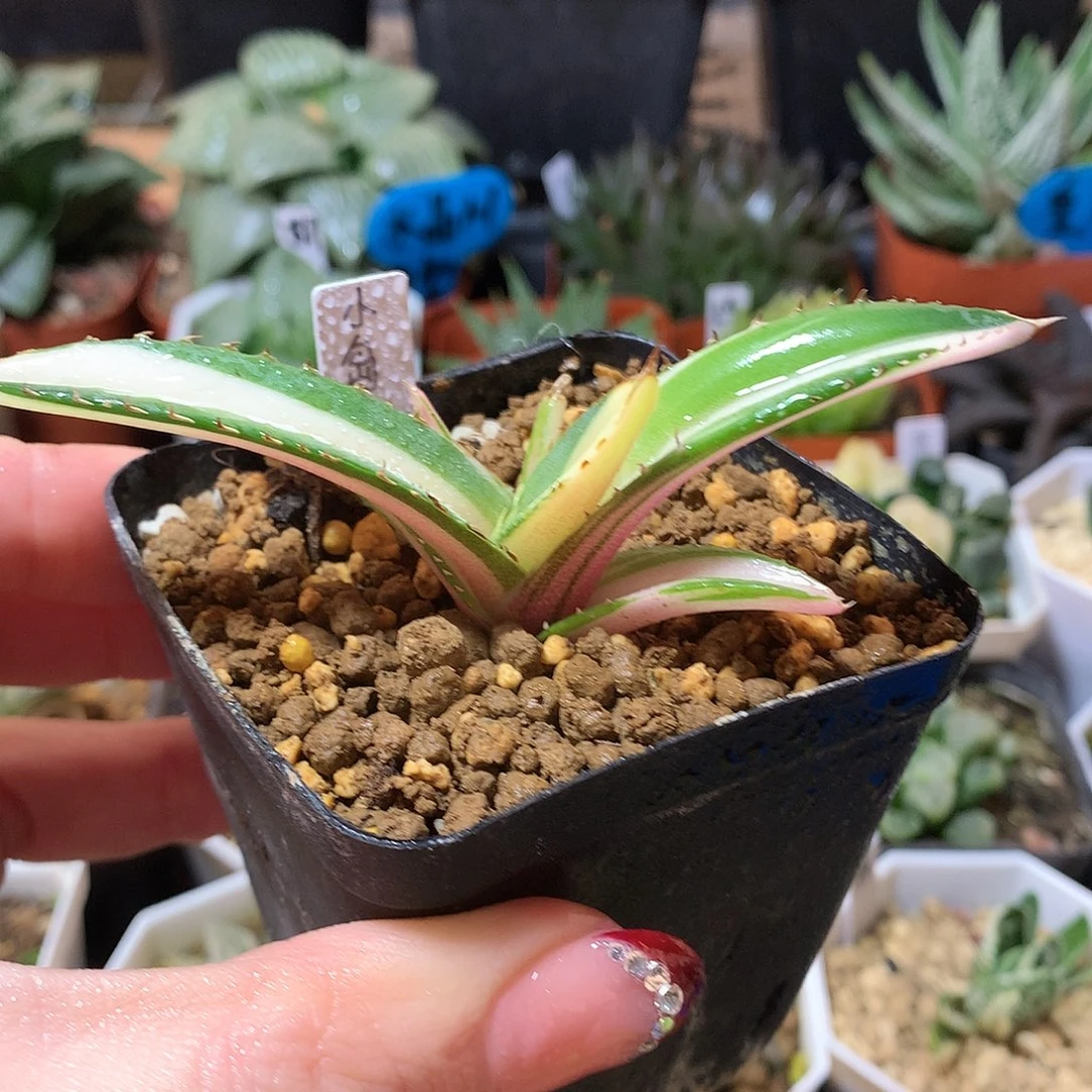 23号龙舌兰小岛中斑