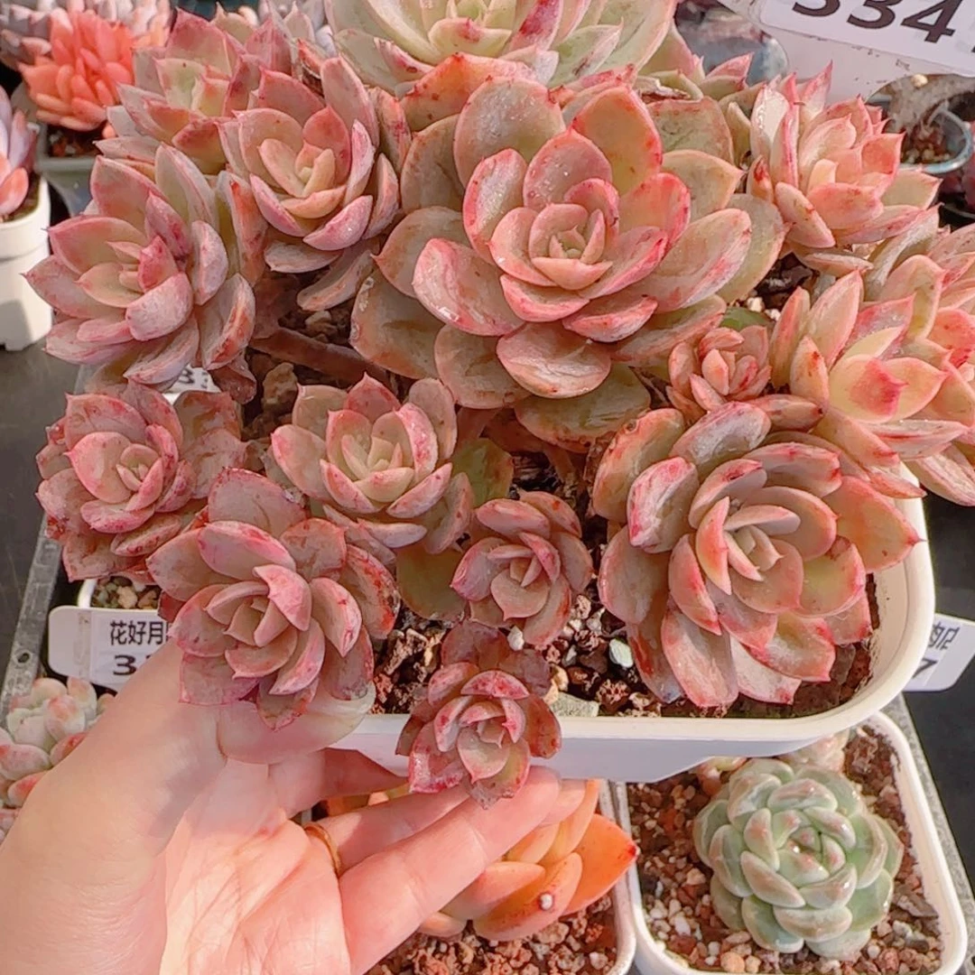 多肉植物3341……………