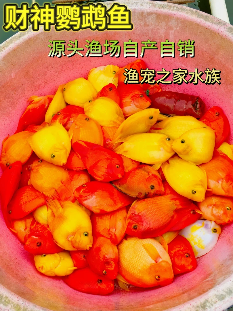 8-15cm热带观赏鱼血红鹦鹉观赏鱼活体中大型淡水招财鱼