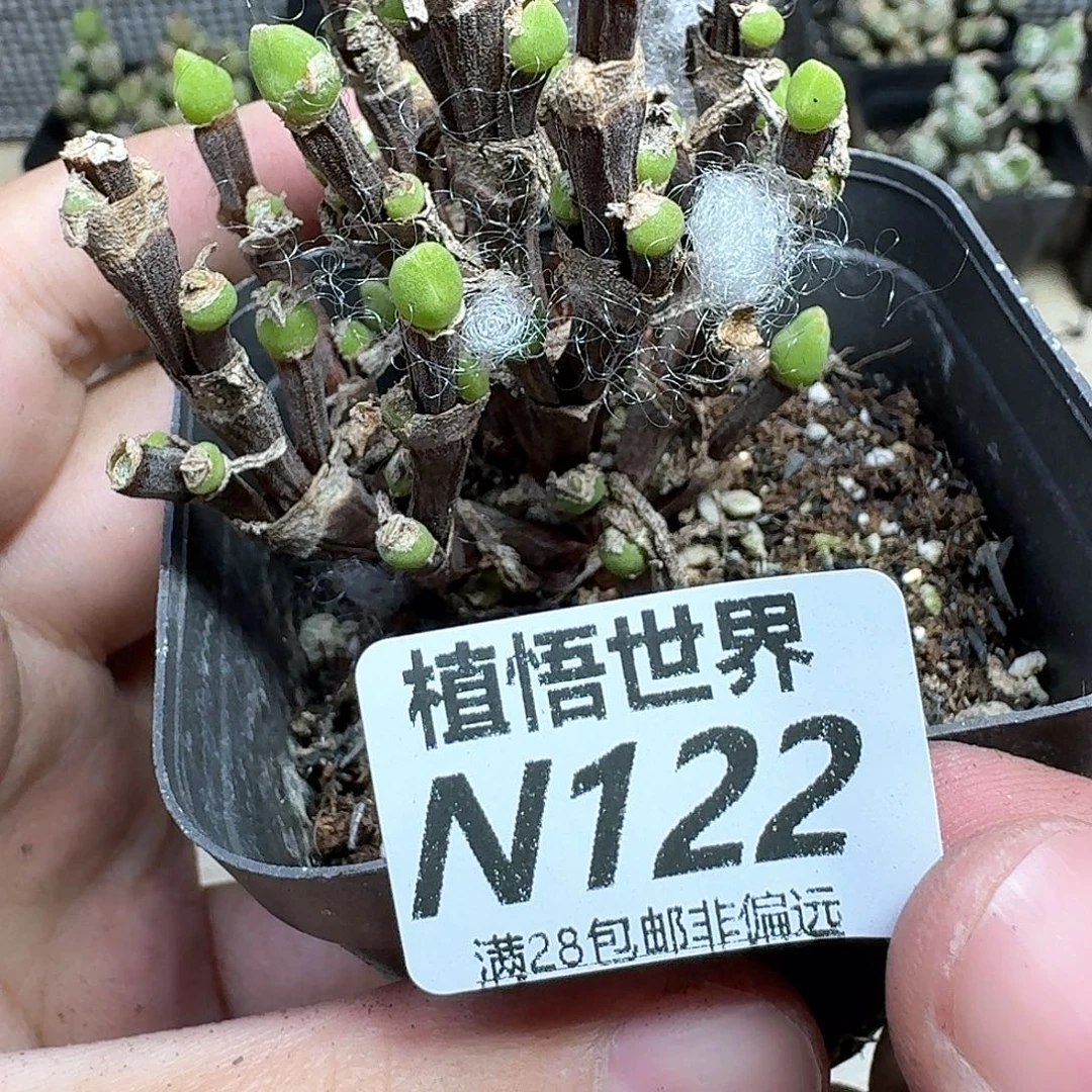 多肉植物的润泽dg