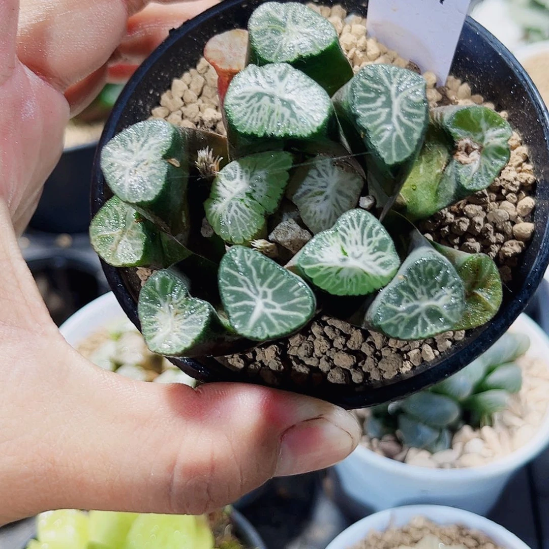 白妙万象新手好养