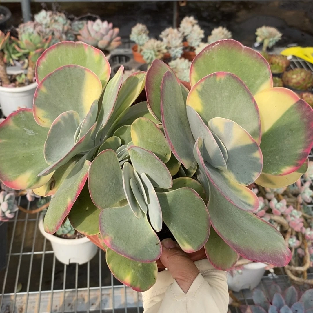6825唐印锦群一物一拍