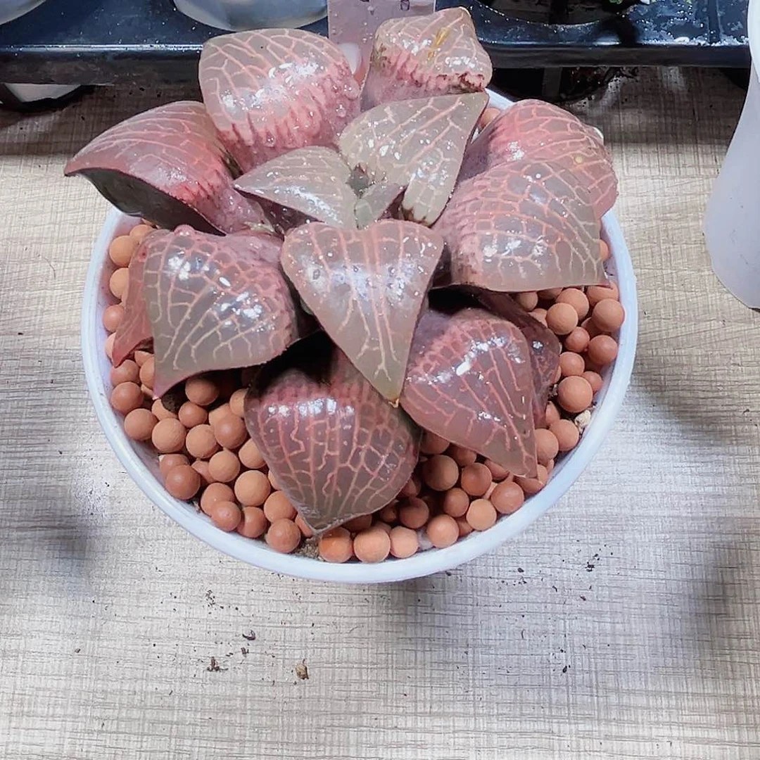 挽叶粉玻璃多肉植物6666