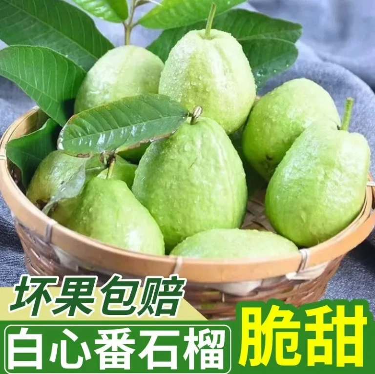 正宗广西现摘现发白心芭乐低糖水果当季新鲜脆甜番石榴农家果园