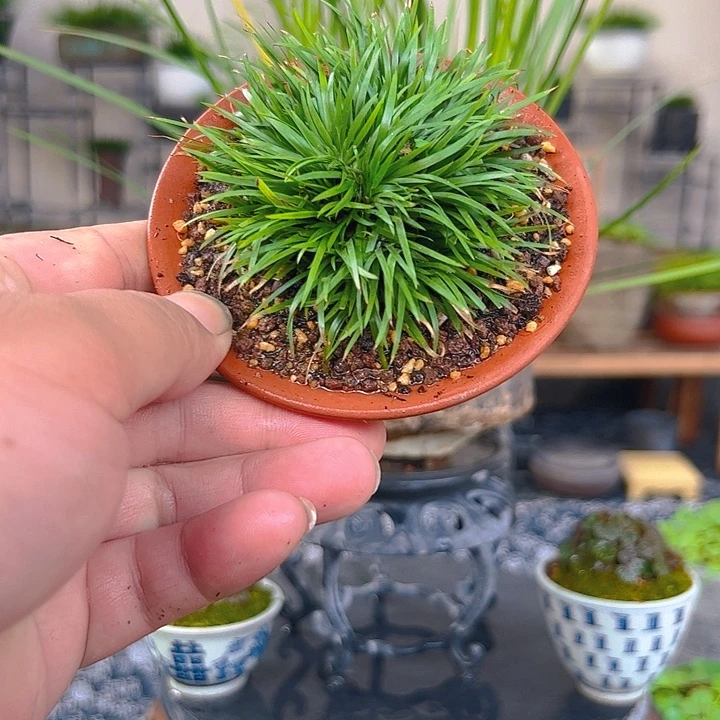 无花朵红紫砂金钱菖蒲盆景