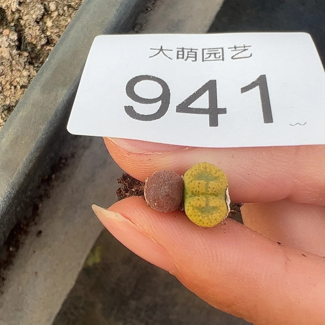 一物一拍。      941