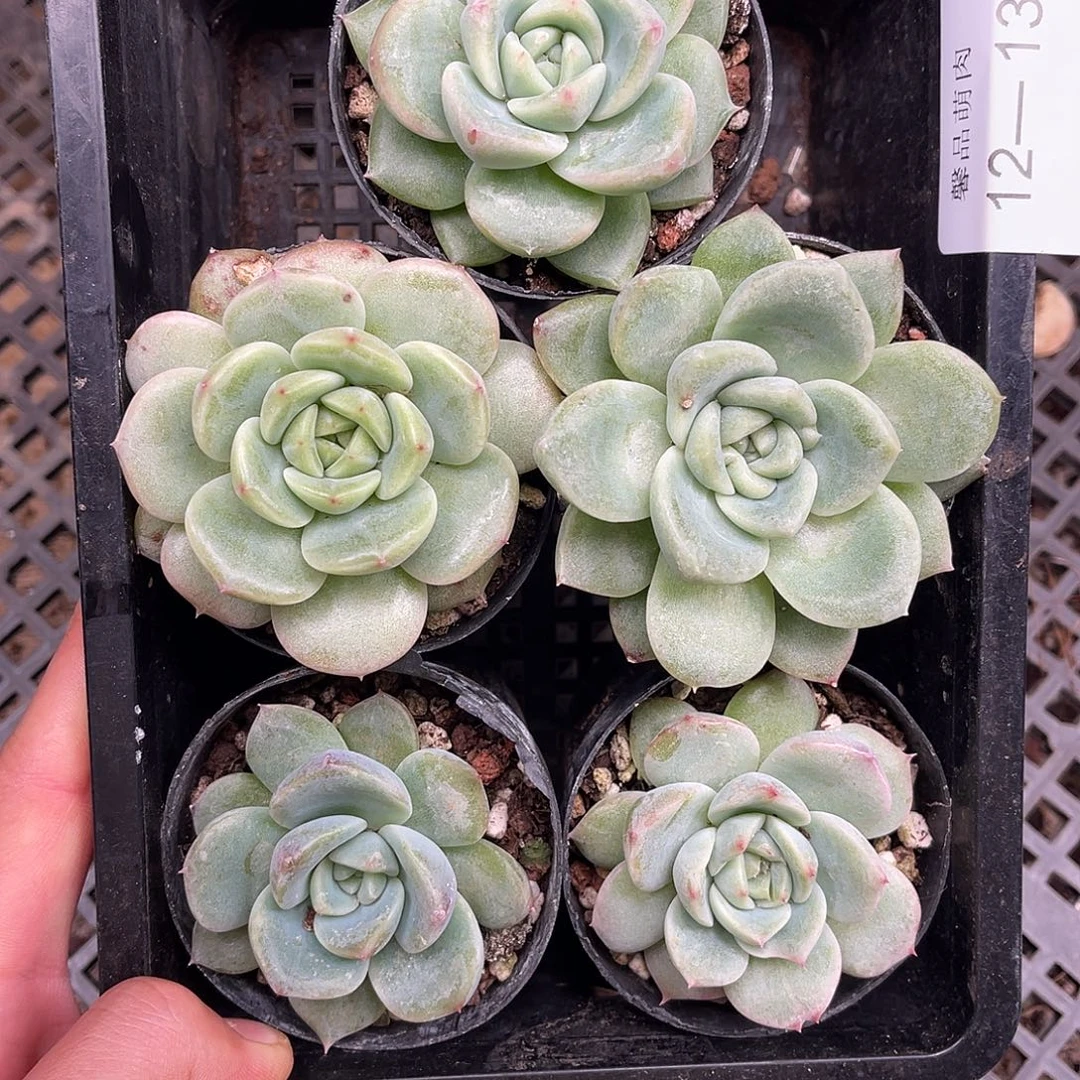 多肉一物一拍12-130