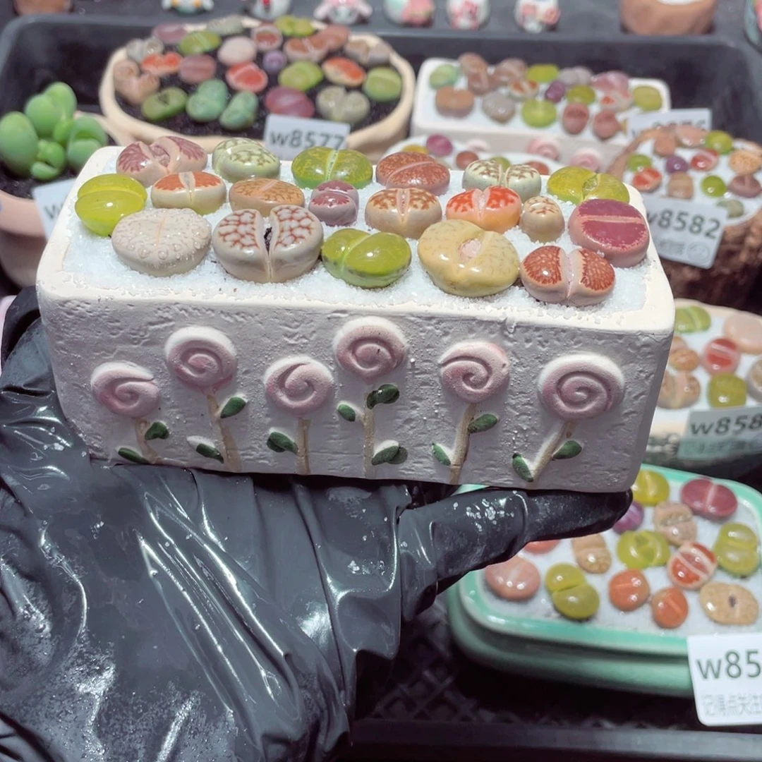 w8586 带盆土发货-零下地区拍保温箱