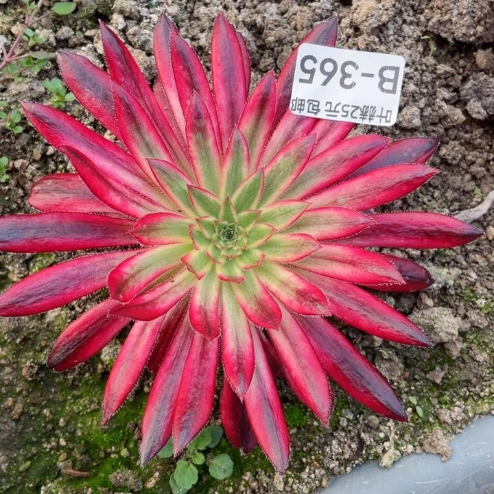 365朱雀多肉12345678