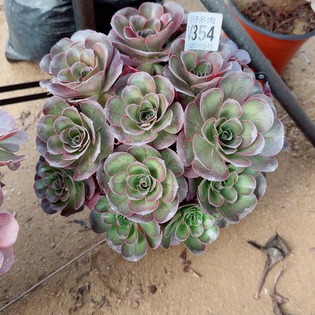 魅金玫瑰354冠幅23