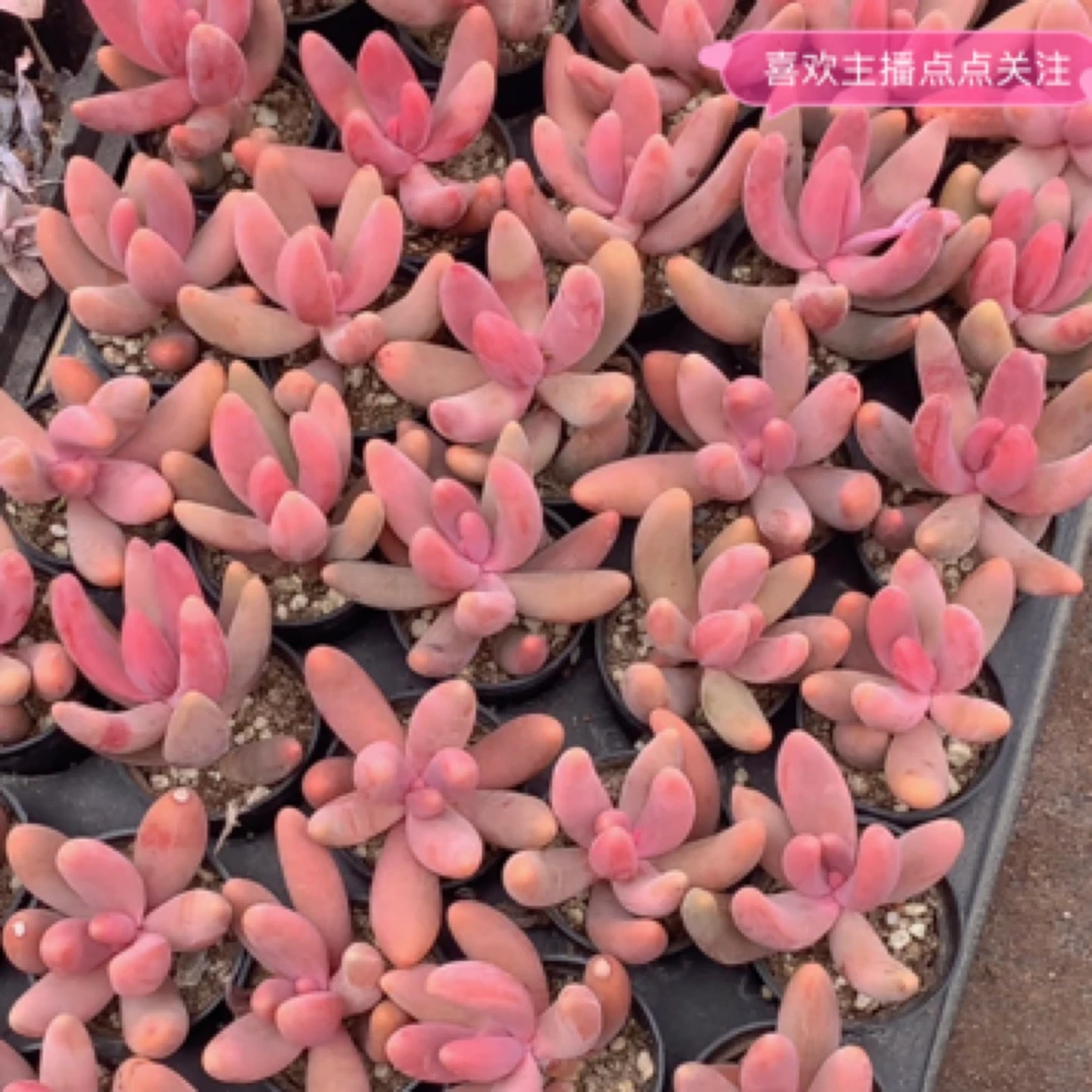 （满6.66包邮）糖果美人 3-4cm 数量有限为准