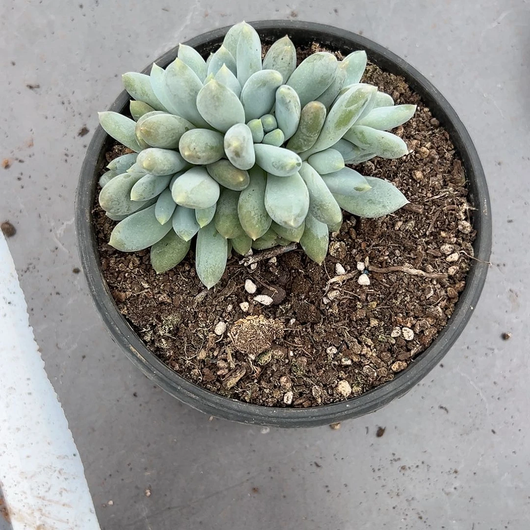 【闪购商品】无花朵哥特数