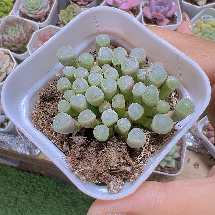 五十铃玉19包邮多肉植物
